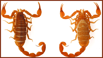 INTERACTIVE BANNER
