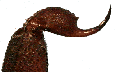 Clínica